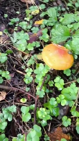 A camera moves through a forest floor covered in leaves, twigs, and green clover. Several red mushrooms with white spots are visible, along with some smaller tan mushrooms. The camera briefly focuses on a large brown millipede.