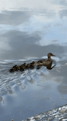 Woman documents peaceful duck family during morning walk in Birobidzhan