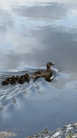 Woman documents peaceful duck family during morning walk in Birobidzhan