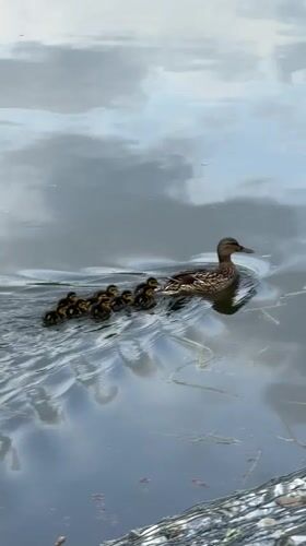Woman documents peaceful duck family during morning walk in Birobidzhan