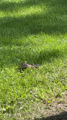 Struggling bat takes flight on Charlevoix lawn