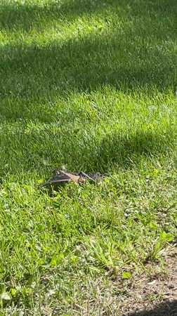 Struggling bat takes flight on Charlevoix lawn