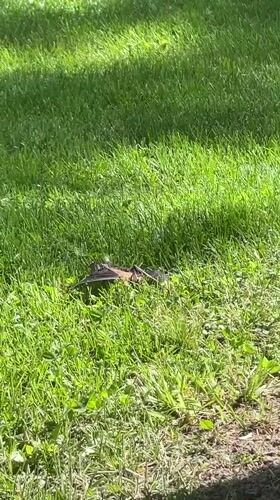 Struggling bat takes flight on Charlevoix lawn