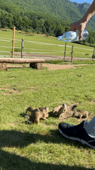 Ground squirrels get friendly in a Slovak meadow