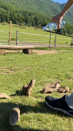 Ground squirrels get friendly in a Slovak meadow