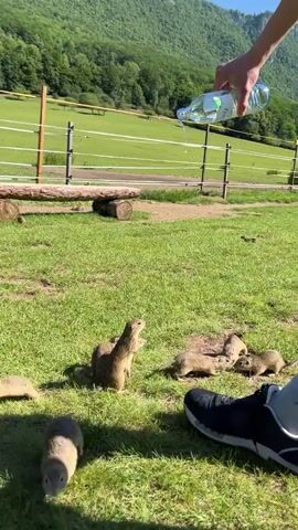 A person's hand holds a plastic bottle of water over a grassy field, pouring a stream of water onto the ground. Several groundhogs are gathered in the grass, looking up at the water. One groundhog stands on its hind legs. In the foreground, a person's foot wearing a black sneaker is visible. A wooden fence with a white rail separates the field from a green, wooded hillside in the background. The sky is clear and blue.
