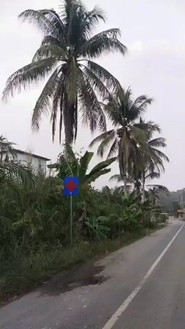 A video shows a roadside with two palm trees, a blue sign with a red cross, and vegetation.