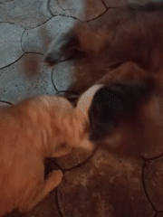 Cats, a pug, and a warm Almaty night in July