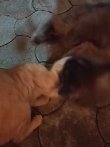 Cats, a pug, and a warm Almaty night in July
