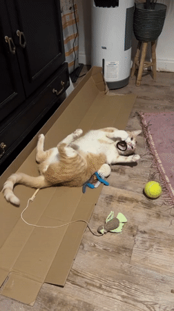 Cat on cardboard, fully committed to toy time in Wattrelos