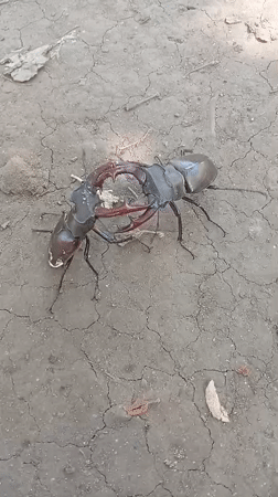 Stag beetles clash mandibles on dry cracked earth