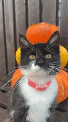 Kitten, dog, and pumpkins in a Russian backyard after rain