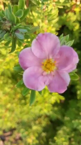 A close-up shot focuses on a single, light pink, five-petaled flower with a yellow center. The flower is surrounded by green foliage. The background is blurred, suggesting a shallow depth of field and highlighting the flower as the main subject. The lighting appears to be natural, with soft sunlight illuminating the scene. The image captures the delicate beauty of the flower and its natural setting.