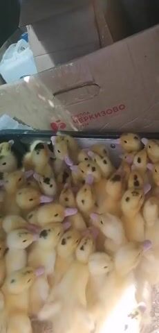 A close-up, slightly shaky video shows a large group of small, yellow ducklings packed closely together in a confined space. The ducklings are mostly facing the camera, with their heads tilted upwards and their beaks pointing in various directions. Some of the ducklings have small black spots on their heads or backs. The background is blurry but appears to be a cardboard box or enclosure, with some text visible on the side that reads "ГРУППА ЧЕРКИЗОВО". The lighting suggests it is daytime, possibly indoors with natural light filtering in from above. The sound is dominated by the chirping and peeping of the ducklings.