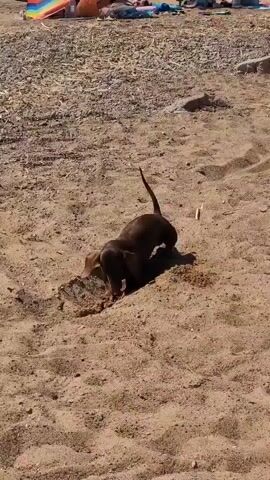 A small, brown dachshund puppy is digging in the sand on a beach. The puppy is partially obscured by a clump of dirt and vegetation it is digging into. In the background, there are a few people sitting on beach towels and a beach umbrella. The environment is sandy with some sparse vegetation and rocks. The sun is shining.