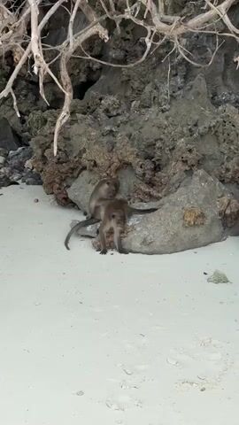 Two monkeys are interacting on a sandy beach near rocks and tree branches. The monkey on the left is sitting on a rock, facing right, with its head turned slightly towards the monkey on the right. The monkey on the right is standing on its hind legs, facing left, with its head down, appearing to be sniffing or grooming the monkey on the left. The beach is light-colored sand. The rocks are gray and brown. The tree branches are bare and extend from the top left of the frame.