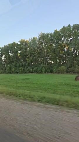 The video captures a view from a moving vehicle, showing a rural landscape. On the right side of the frame, a traffic sign with a red circle and a red cross inside, indicating no stopping or parking, is visible on a pole. Beyond the sign, there is a grassy field bordered by a dense line of trees. The sky is clear and blue. As the vehicle moves, the landscape scrolls past, revealing scattered hay bales in the field. The ground in the foreground appears to be a dirt or gravel road. The overall impression is a tranquil countryside scene.