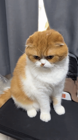 Person pets Scottish Fold cat in Ansan home