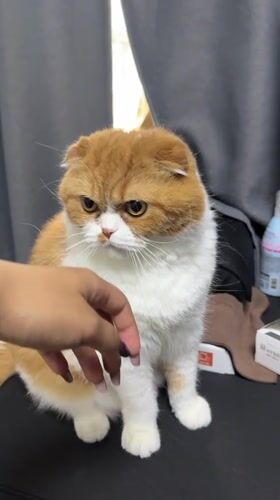 Person pets Scottish Fold cat in Ansan home