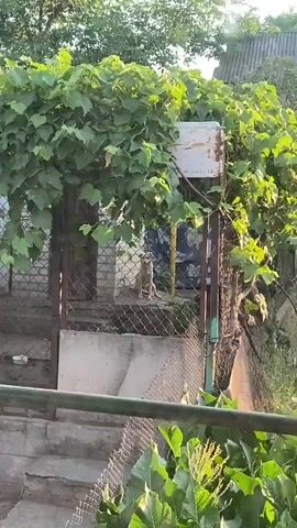 The video shows two dogs in an outdoor area. One dog, a light-colored medium-sized dog, sits on a step behind a chain-link fence, looking towards the camera. A second dog, a larger, darker-colored dog, is partially visible to the right of the first dog, appearing to be jumping or climbing on something. The area is overgrown with green vines and foliage, and there is a structure with a white top visible behind the fence. The lighting suggests it is daytime.