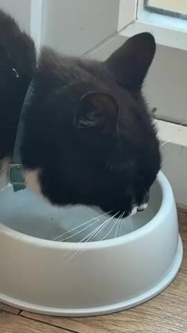 A black and white cat is captured in a close-up, drinking water from a white bowl placed on a wooden floor. The cat, primarily black with a white chest and chin, is wearing a teal collar with a silver buckle. Its long white whiskers are prominent as it laps water. In the background, a white windowsill and a window are partially visible, suggesting an indoor setting with natural light. The cat is fully focused on its task, with its head down in the bowl.