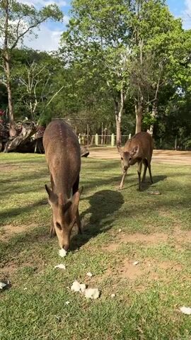 In a verdant outdoor setting, two deer are grazing on the grass. The larger deer, closer to the camera, is focused on consuming some white, clustered food items, while the smaller deer stands behind it, observing the scene. The ground is a mix of green grass and patches of bare earth. The backdrop is comprised of various trees, some taller than others, creating a layered, forest-like feel. A section of what appears to be a wooden fence is visible in the background. There are also indications of other outdoor decor, like potted plants, in the distance. The lighting suggests it is daytime, with shadows cast by the deer and trees. The sky is partly sunny, with a glimpse of blue peeking through the foliage.