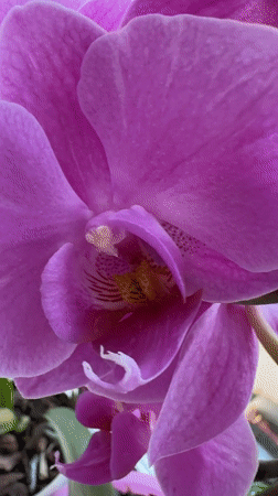 Cat, orchids, and fresh fruit on a quiet afternoon in