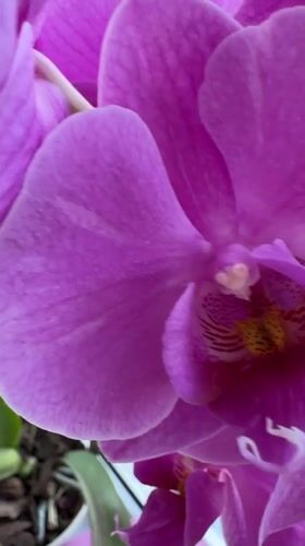 A lazy afternoon of cats, orchids, and fresh fruit at home