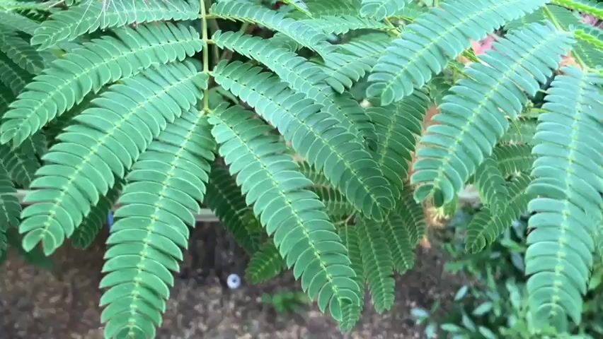 This media file is a short video clip showcasing the foliage and delicate pink blossoms of a Persian silk tree (Albizia julibrissin). The camera pans slowly, focusing on the feathery green leaves and the fluffy, pom-pom-like flowers that are characteristic of this species. The scene is set outdoors, with lush greenery suggesting a garden or natural setting. Hints of sunlight filter through the leaves, indicating it is likely daytime. There is no visible text in the video. The overall impression is one of natural beauty and tranquility, with the soft pink flowers adding a touch of gentle color to the verdant scene. The location context is Γαλλικός, Greece.