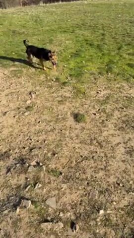 A black and tan dog is running in a grassy park on a sunny day. The dog is running from a dirt patch into the grass, with its tail up and tongue out. The camera follows the dog as it runs towards a gazebo in the background, with hills visible in the distance.