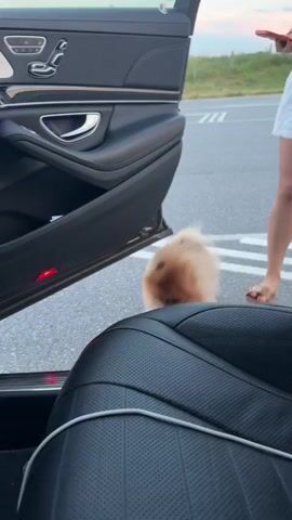 The video begins with a close-up shot of the interior of a car door. A person's hand, partially visible, reaches out from the driver's seat area. The focus then shifts to a small, fluffy Pomeranian dog sitting in the passenger footwell of the car. The dog is looking towards the camera and appears to be panting with its tongue out. The car interior is dimly lit with purple ambient lighting visible. The final shot is an extreme close-up of the dog's fur, which is blurred due to the camera moving rapidly.