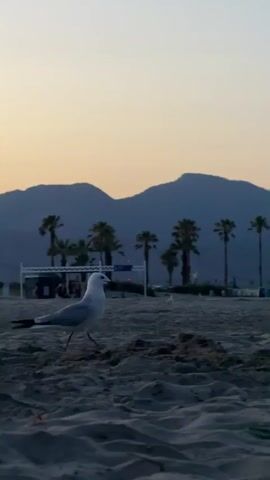 The video shows a seagull standing on a sandy beach. In the background, there are palm trees, mountains, and a dusky sky with a hint of orange. There are also some lights visible in the distance, possibly from buildings or streetlights. The camera is low to the ground, focusing on the seagull. The seagull is facing to the right and appears to be looking around. The overall scene is calm and peaceful.
