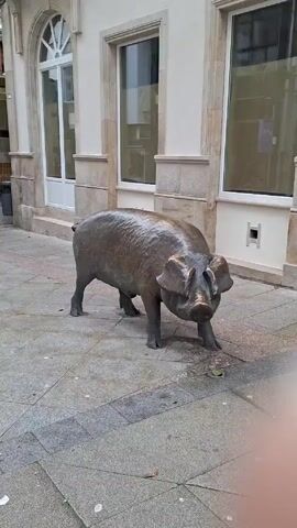 The video shows a bronze statue of a pig standing on a tiled sidewalk in front of a building. The building is white with beige trim and has a large arched window and two rectangular windows. The sidewalk is composed of square tiles with darker lines separating them. The statue is detailed and appears weathered. There's a small green object near the pig's front hoof. The camera zooms in slightly. Someone speaks in the background, exclaiming “de acá del Alín, qué bello!” (from here at Alín, how beautiful!)
