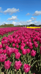 Ambulance parks beside blooming tulip field in Norfolk