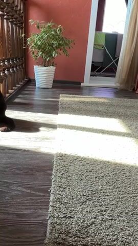 A black cat sits on a wooden floor bathed in sunlight. The cat is looking towards the camera. To the left of the cat is a wooden railing. To the right of the cat is a beige rug. In the background, there is a potted plant and a coral-colored wall.