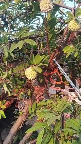 A video shows several custard apples hanging from a tree. A person is partially visible in the lower half of the frame, reaching up towards the tree. The video appears to be filmed in an outdoor setting, possibly a garden or yard, with sunlight filtering through the leaves.