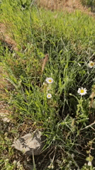 Spring afternoon documented across Blagoevgrad streets and wildflower fields