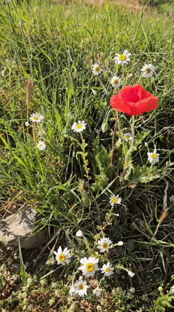Spring afternoon documented across Blagoevgrad streets and wildflower fields