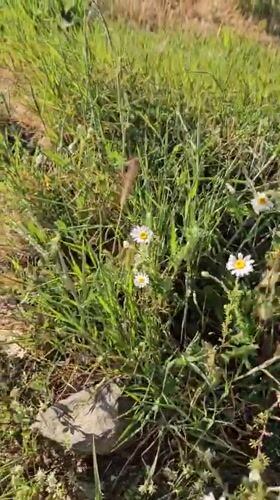Spring afternoon documented across Blagoevgrad streets and wildflower fields