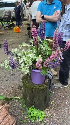 A low-angle medium shot shows a bouquet of purple and pink lupine flowers in a purple bucket, which is placed on a tree stump. The bucket is to the right of center. To the left of the bucket is a small backpack. In the background, there are people, cars, and trees. The ground is covered with dirt and fallen leaves. The lighting is natural daylight. The video appears to be taken outdoors in a park or wooded area.