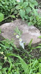 Summer garden life in Zhigalovo — butterflies, blooms, and crops