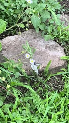 The video shows a white butterfly resting on a white flower with a yellow center. The butterfly has black markings on its wings. The flower is part of a plant with green leaves and stems. Behind the flower and butterfly, there is a large, rough-textured gray rock. The environment is overgrown with various green plants and grass, suggesting an outdoor setting, possibly a garden or a natural area. The lighting indicates it is daytime. The focus is on the butterfly and the flower, with the background slightly blurred.