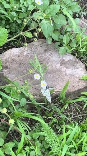 Summer garden life in Zhigalovo — butterflies, blooms, and crops