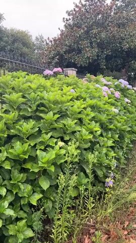 The video shows a hedge of hydrangeas with clusters of pink, purple, and white flowers. The hydrangeas are lush and green, with large leaves. In the background, there are trees with dark green foliage and a stone pillar. The lighting suggests it is an overcast day. There are no people or animals visible in the video. The camera appears to be moving slowly from left to right, panning across the hydrangea hedge.