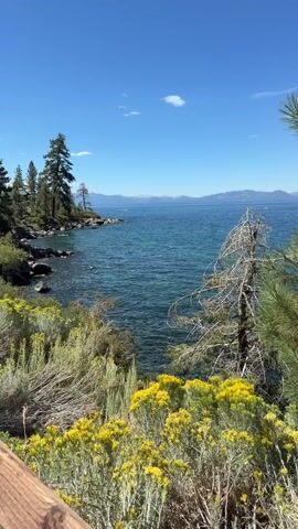 The video shows a panoramic view of a clear blue lake on a sunny day. The foreground is filled with lush green and yellow vegetation, with a few trees on the left side of the frame. The lake stretches out to the horizon, with mountains visible in the distance. The water is a deep blue-green, and the surface is slightly rippled. The sky is a bright, cloudless blue. There are no people or animals visible in the video. The scene appears to be a natural landscape, possibly a park or a recreational area.