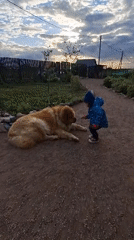 Child plays with Chow Chow dog on gravel path