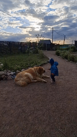 Child plays with Chow Chow dog on gravel path