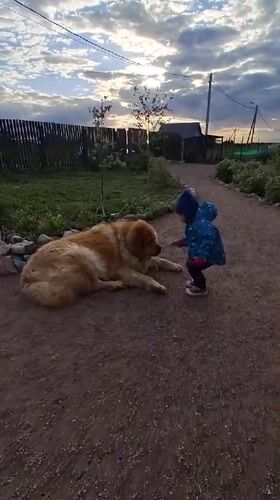 Child plays with Chow Chow dog on gravel path