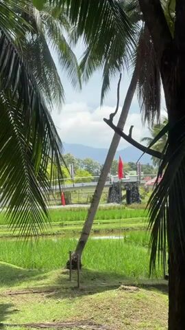 The video shows a view through palm fronds of a rural landscape. In the foreground, a large tree trunk is visible on the right, and palm fronds hang down from above, obscuring some of the view. Beyond the palm fronds, a bright red flag is visible, tied to a structure. This structure appears to be a bridge or walkway, supported by pillars that are partially covered in stone. The bridge spans across a field of vibrant green grass, which could be a rice paddy. In the background, mountains are visible under a partly cloudy sky. To the right of the bridge, a small building with a white wall and a pitched roof is partially visible. A fence made of vertical bamboo poles runs along the edge of the field. In the lower right portion of the video, a body of water, possibly a pond or slow-moving stream, reflects the sky and surrounding greenery. Water plants and reeds grow in and around the water. The overall scene is tranquil and suggests a tropical or subtropical environment.