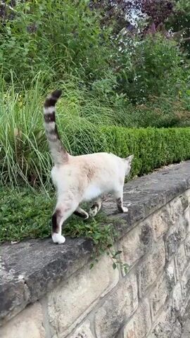 A Siamese cat walks along a stone wall. The cat is primarily white with brown points on its ears, tail, and paws. The cat's tail has distinct dark stripes. Behind the wall, there is lush green vegetation including tall grass and manicured bushes. The cat stops and looks up and to its right.